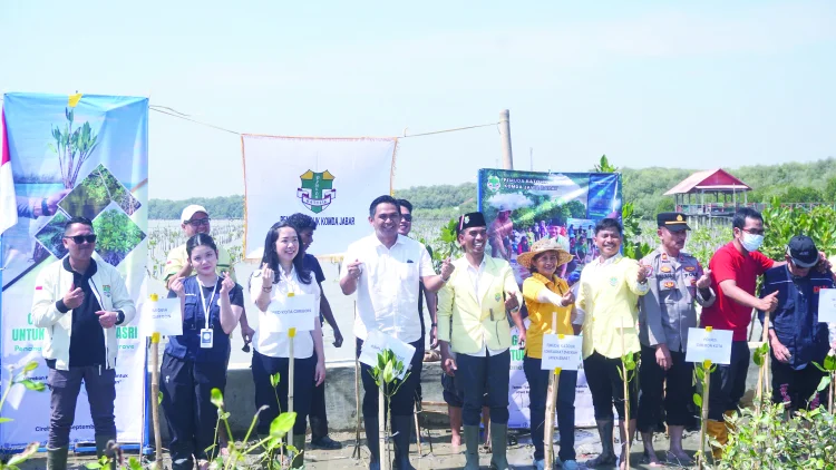 Mangrove Menjaga Pesisir Cirebon