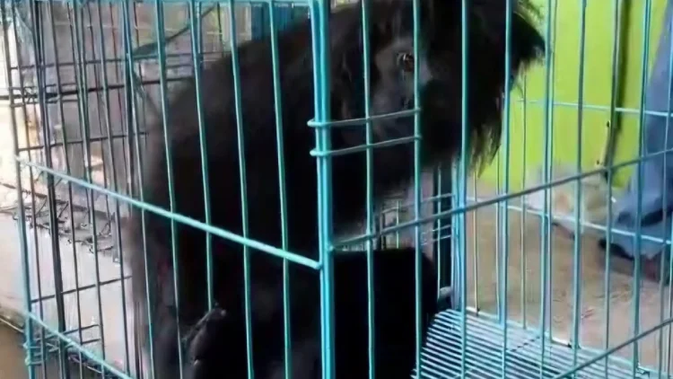Warga Tasikmalaya Serahkan Lutung Jawa yang Sempat Ditangkap ke Damkar