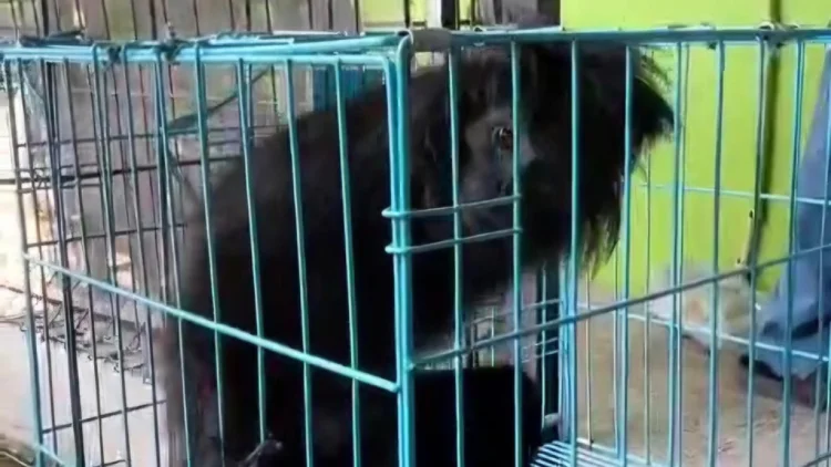 Tatapan Lutung yang Mengetuk Hati Dadan