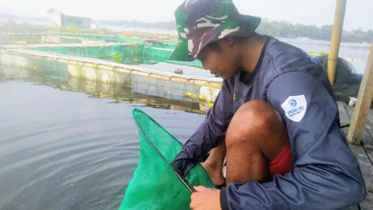 Kemarau Panjang, Panen Ikan Kian Hilang