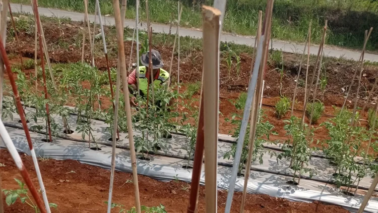 Menyiram Pagi, Menjaga Harapan Panen