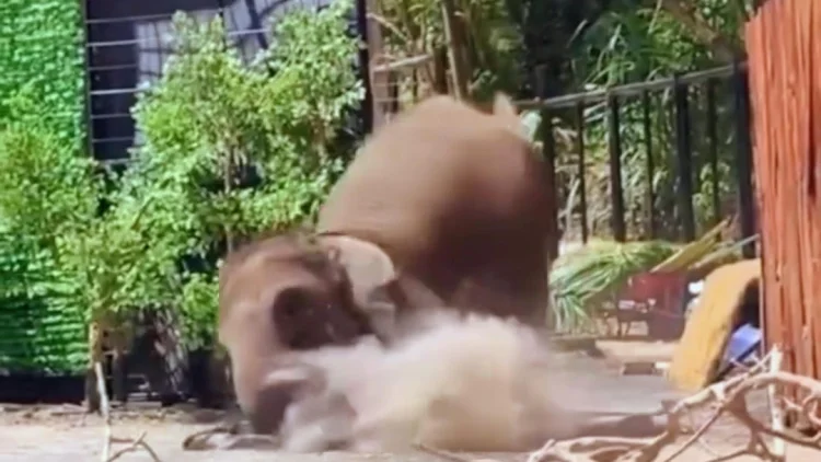 Gajah Tersungkur dan Timpa Pawang Saat Pertunjukan di Lembang Park & Zoo