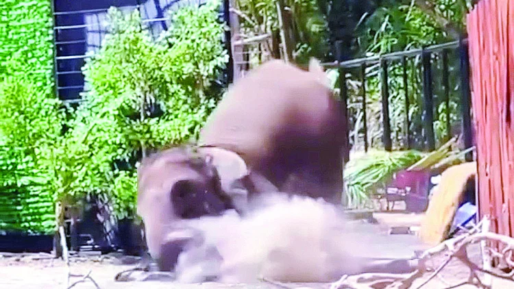 Ketika Pijakan Gajah tak Lagi Kokoh