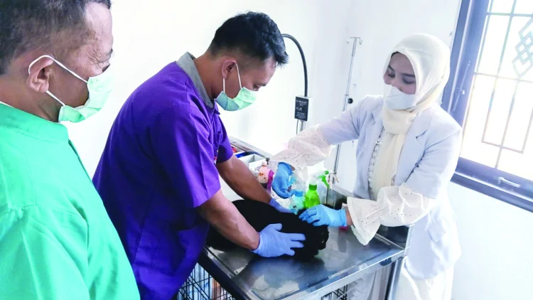 Merawat Hewan, Mencegah Ancaman Rabies