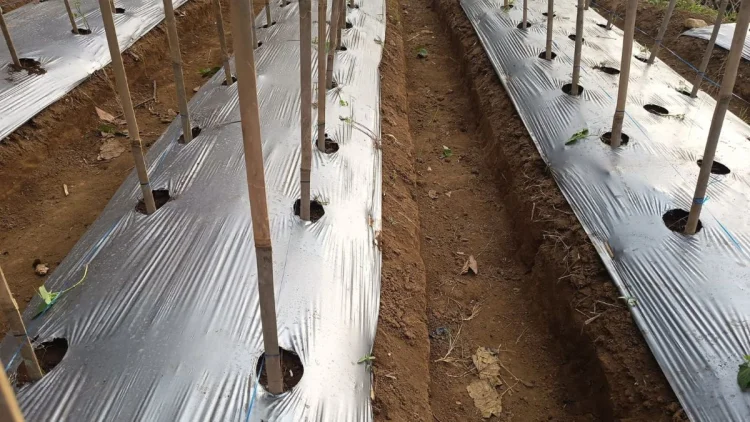 Petani Buncis di Cikalongtang Resah, 200 Pohon Tanaman Rusak Diserang Monyet Liar