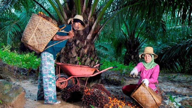 Mimpi Petani Sawit Mandiri