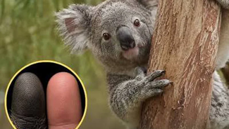 Sidik Jari Sang Koala