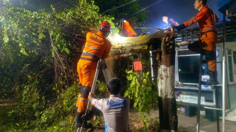 Pohon di Kota Bogor Bertumbangan, Timpa Rumah hingga Hambat Aliran Sungai 