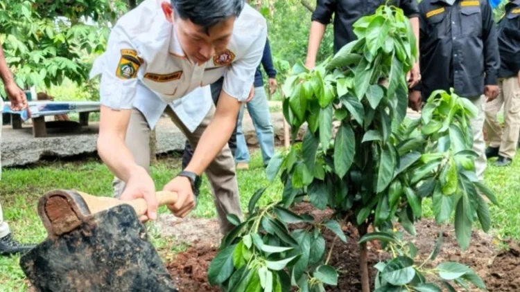 Karang Taruna Kembangkan Alpukat Garuda Yaksa di 40 Kecamatan Kabupaten Bogor