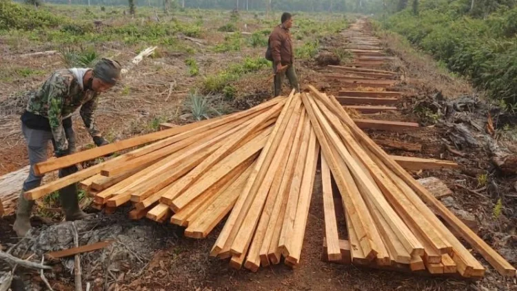 Kemenhut Tahan Dua Tersangka Pembalakan Liar di Habitat Harimau Sumatera Jambi