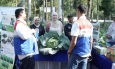 PGE Kamojang Dongkrak Kapasitas Produksi Petani Sekitar Tembus 70 Ton Kubis