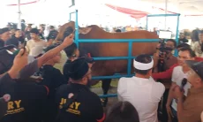 Kontes Sapi di Pakansari Cibinong Jadi Event Terbesar seIndonesia