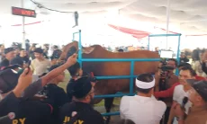 Harapan Swasembada Terus Menguat: Sapi Besar Peternak Bersinar