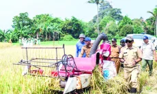 Panen Raya di Cikeas: Lahan Terbatas Pangan Berkualitas