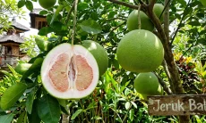 Ini 7 Manfaat Buah Jeruk Bali untum Kesehatan, Miliki Khasiat Anti Penuaan