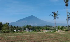 Dispertan Garut Manfaatkan Lahan Marjinal Untuk Menanam Singkong