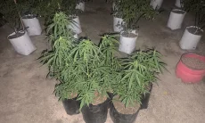 7 Pot Ganja Disamarkan di Kebun Cabai, 2 Warga Rajapolah Diamankan