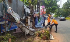 Pohon Lengkeng Tumbang Timpa Warung di Pandu Raya Bogor, Diduga karena Lapuk