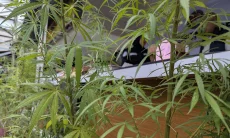 Bawa Benih Ganja dari Amerika, RA Berhasil Budidaya Puluhan Pohon Ganja