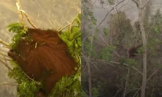 Begini Nasib Orangutan Kalimantan saat Hutan Mereka Hangus Terbakar