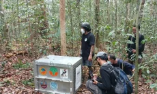 Delapan Orang Utan Korban Karhutla di Kalbar Dilepasliarkan ke Hutan Lindung Batu Nya