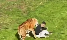 Pria Tewas Diserang Harimau di Yorkshire Wildlife Park Usai Menerobos Kandang