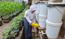 Bukan Sekadar Belajar di Kelas, Siswa SMAN 6 Tasik Praktik Budidaya Magot hingga Ayam