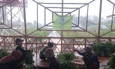 Satgas Optimalkan Pertanian Bomang: Lahan Terawat Pangan Menguat