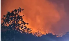 DPD Minta Pemerintah Pertimbangkan Bantuan Asing untuk Padamkan Kebakaran Hutan