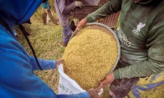 Bulog Bandung Serap 84.653 Ton Gabah Petani, Realisasi Tembus 117 Persen dari Target