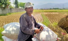 Bulir Padi Menunggu Tangan Pewaris