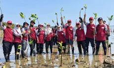 Cegah Abrasi Pantai Mundu Pesisir, PMI Kabupaten Cirebon Tanam 2.500 Mangrove