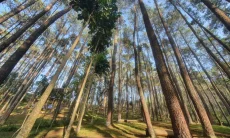 Jalan Perbatasan Butuh Perhatian: Kawasan Hutan Jadi Sorotan