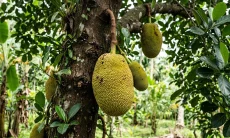 Ini 3 Manfaat Buah Nangka Bagi Penderita Diabetes, Bantu Kelola Kadar Gula Darah
