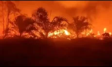Kalimantan Tengah Terbakar Lagi, Karhutla Melanda Desa Anjir Pulang Pisau