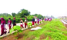 Eduwisata BOMANG Kenalkan Pertanian kepada Murid Sekolah