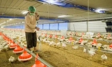 McDonald's Indonesia Bangun Kemitraan untuk Tumbuh Bersama Pemasok Lokal