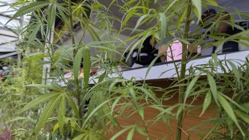 Bawa Benih Ganja dari Amerika, RA Berhasil Budidaya Puluhan Pohon Ganja