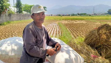 Petani di Soreang Semakin Kesulitan Tenaga Kerja dan Tergerus Alih Fungsi Lahan
