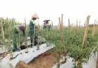 Menuju Kedaulatan Pangan Berbasis Keragaman