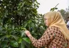 Jadi Salah Satu Eksportir Asia, Purwakarta Genjot Produktivitas Buah Manggis