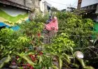 Pemkot Bandung Tambah Komoditas Kampung Berkebun