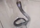 4 Hari, Warga Perumahan di Bojonggede Tangkap 29 Anak Ular Cobra