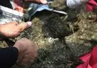 Dua Karung Ganja Tahun Baru Diamankan di Ciseeng