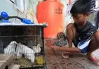 Siswa Pelihara Anak Ayam Mulai Tunjukan Hasil