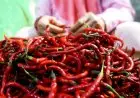 Telisik Pasar, Satgas Temukan Ini soal Harga Cabai