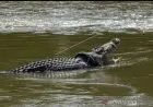 Luar Biasa, Bocah ini Selamat dari Terkaman Buaya, Begini Kronologinya...
