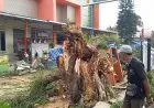 Pohon Tumbang Timpa Sejumlah Gerobak Pedagang di Siliwangi