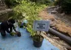 Foto: Konservasi Bambu di Bantaran Sungai Cikapundung
