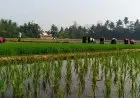 Petani, Pahlawan Pangan yang Tak Mengenal "WFH"